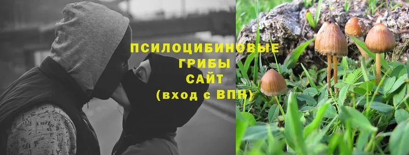 Псилоцибиновые грибы ЛСД Алейск